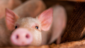 Квота и пошлина на экспорт зерна понизят себестоимость свинины